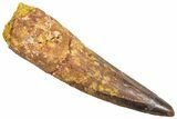 Fossil Spinosaurus Tooth - Real Dinosaur Tooth #361281-1